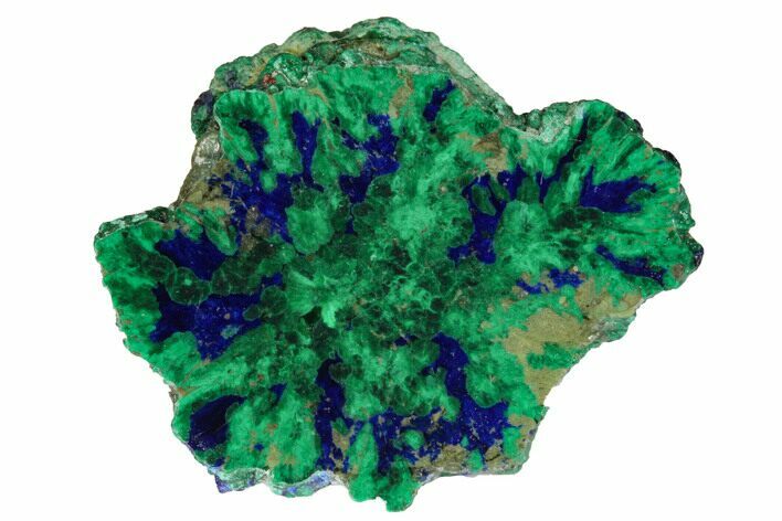 Colorful, Cut/Polished Azurite & Malachite Nodule - Siberia #175547